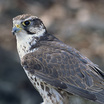 Falconiformes